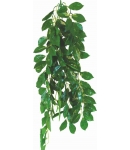 Ficus - terárijná rastlina