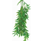 Ficus longifolia - terárijná rastlina