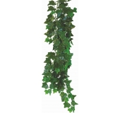 Hedera Helix - terárijná rastlina